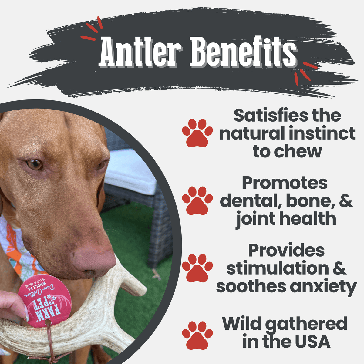 Deer Antler Dog Chew