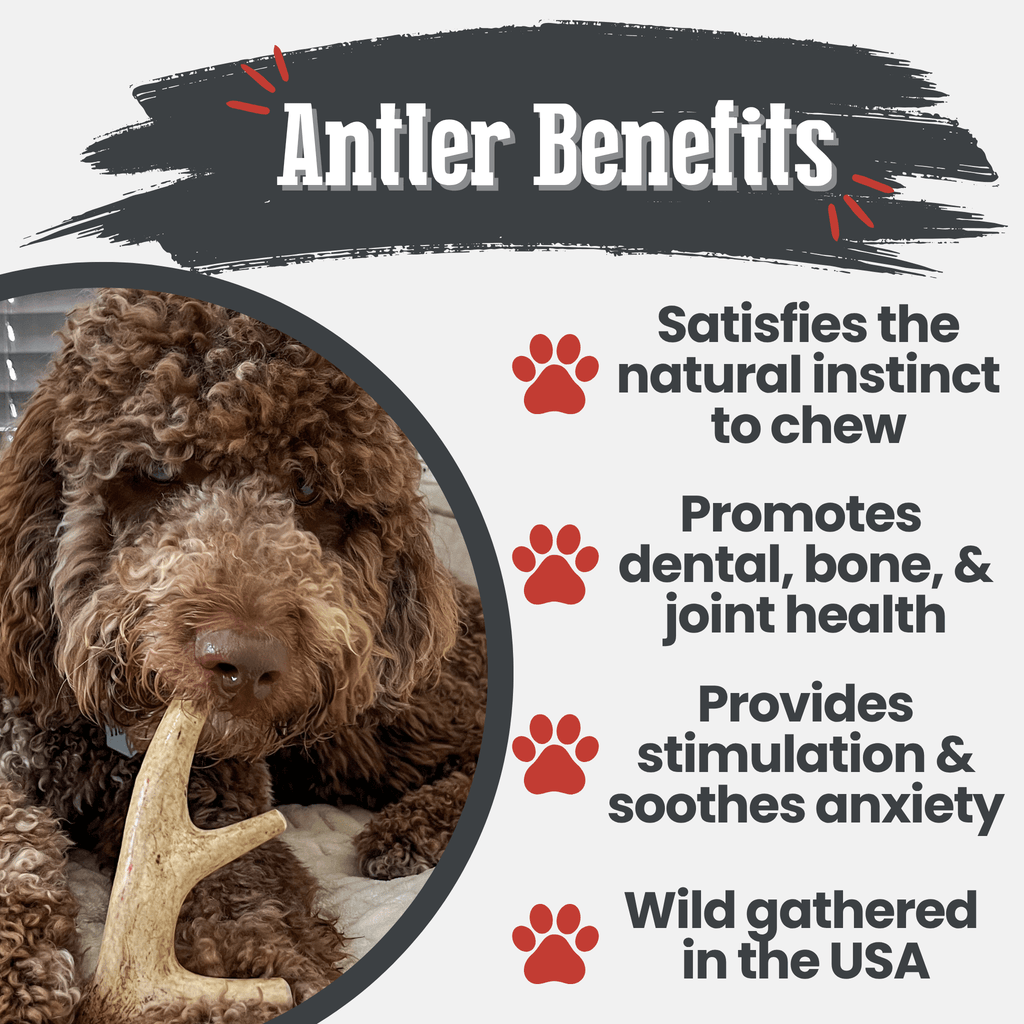 Deer Antler Dog Chew