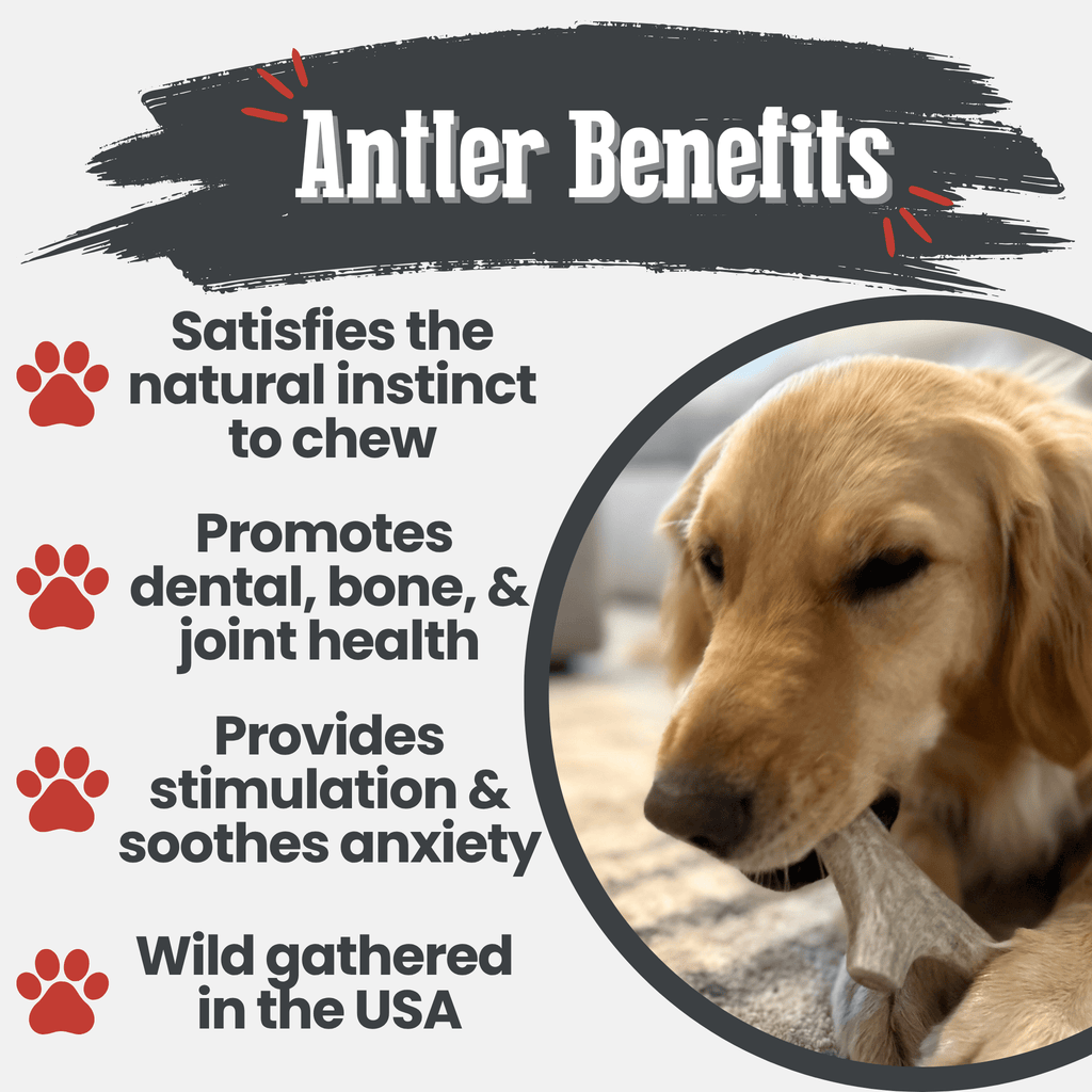 Deer Antler Dog Chew
