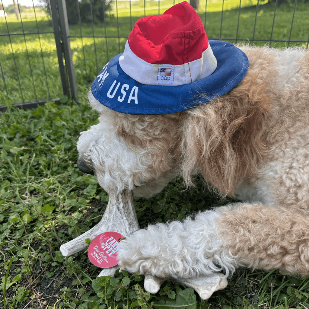 Deer Antler Dog Chew