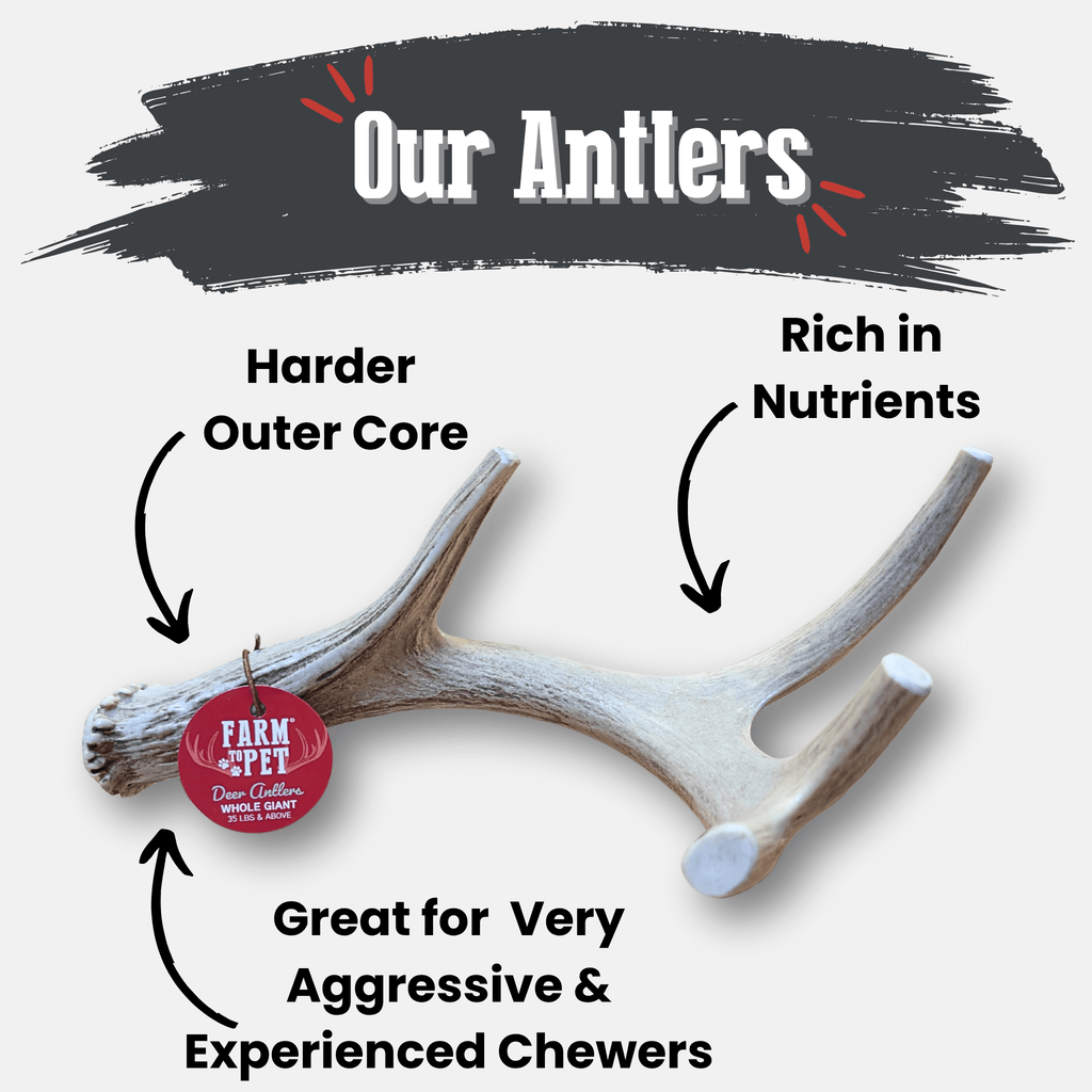 Deer Antler Dog Chew