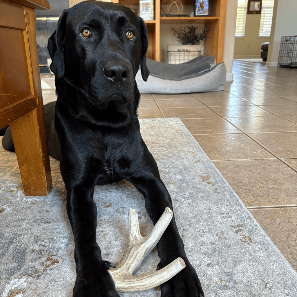 Deer Antler Dog Chew
