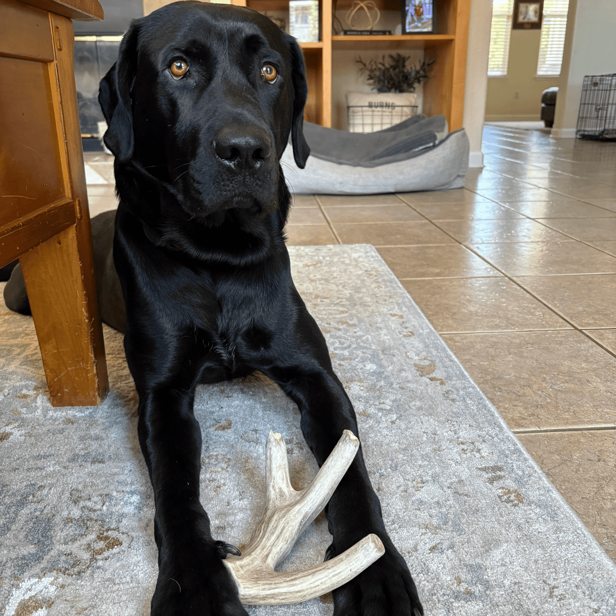 Deer Antler Dog Chew