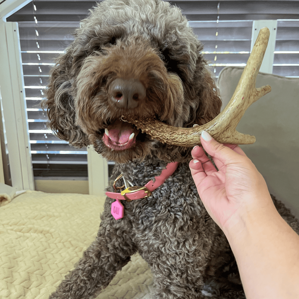 Deer Antler Dog Chew