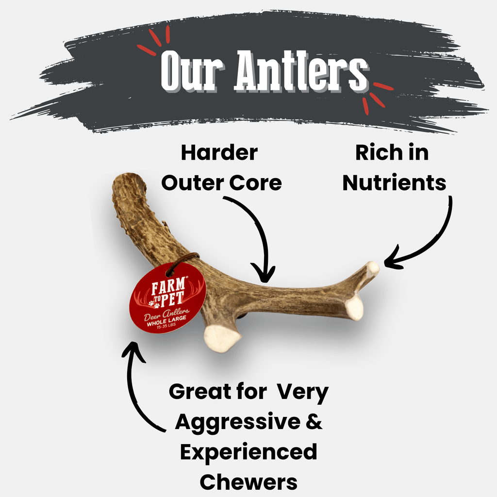 Deer Antler Dog Chew