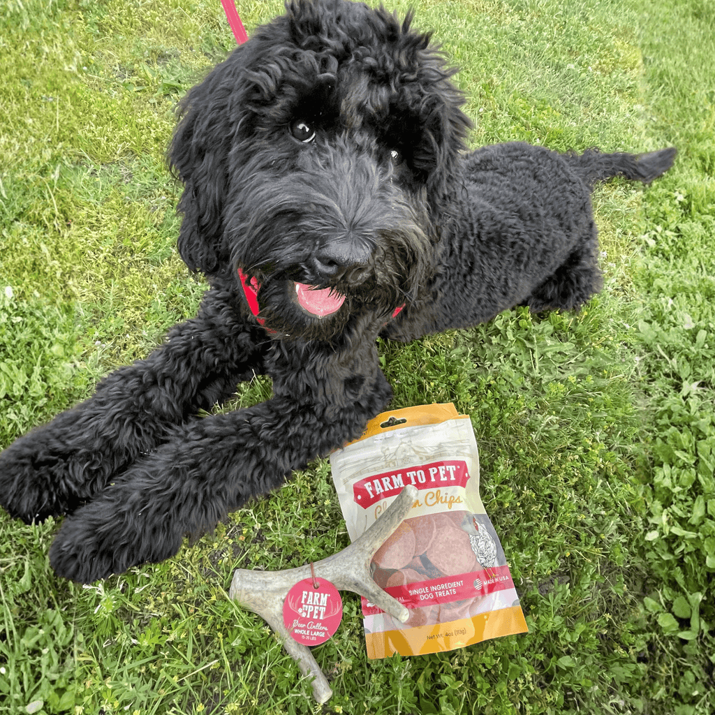 Deer Antler Dog Chew