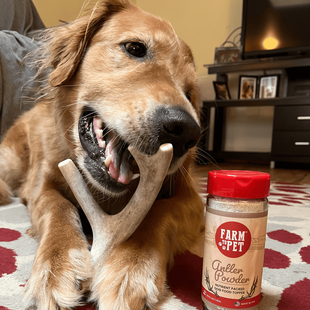 Deer Antler Dog Chew