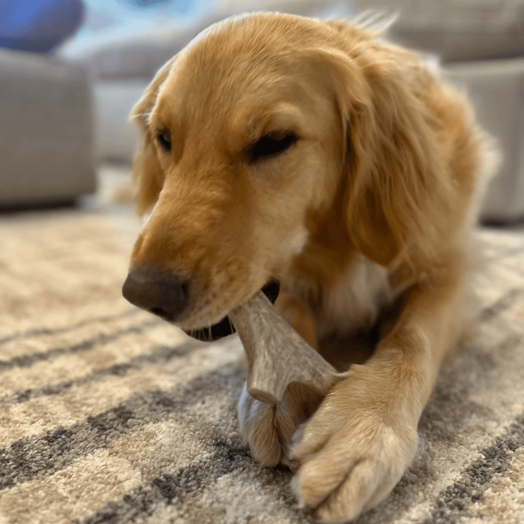 Deer Antler Dog Chew