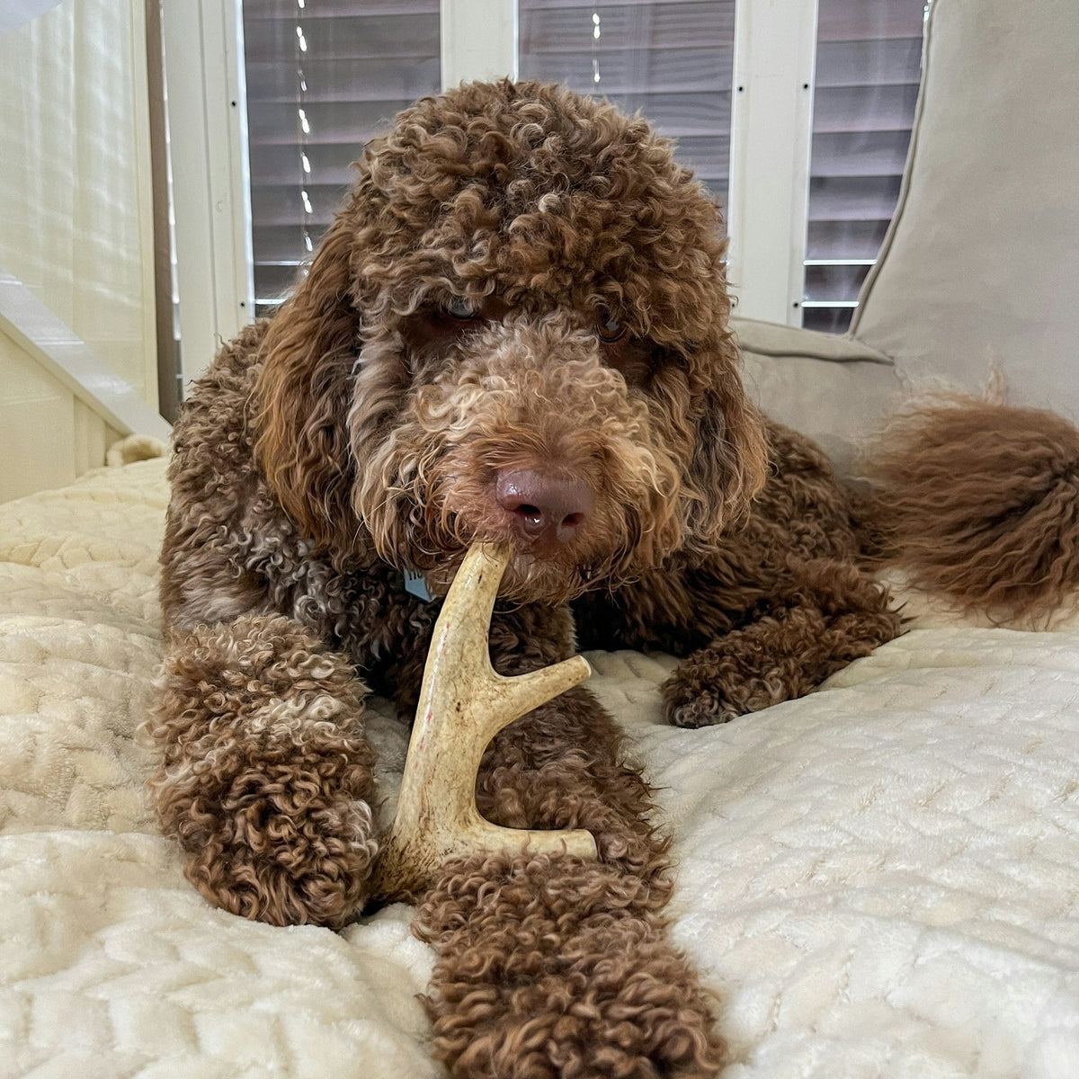 Deer Antler Dog Chew