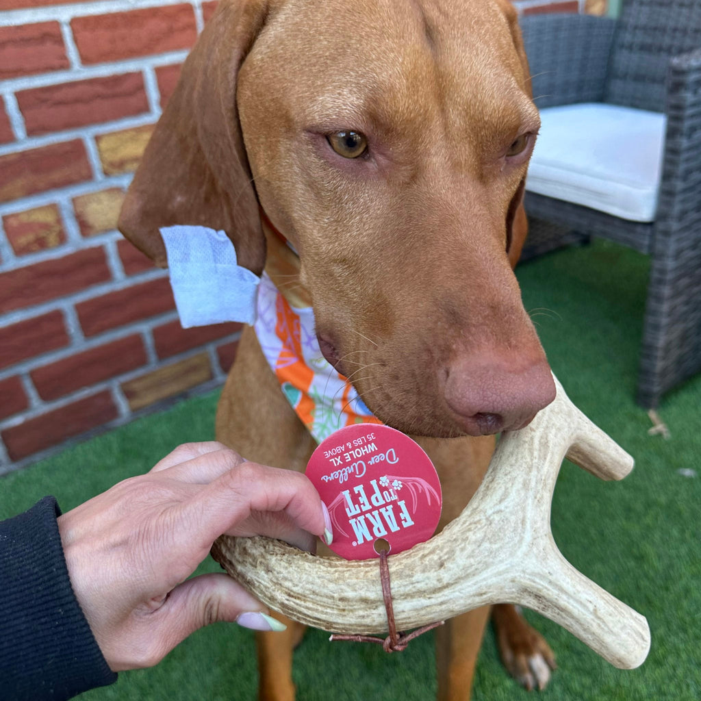 Deer Antler Dog Chew