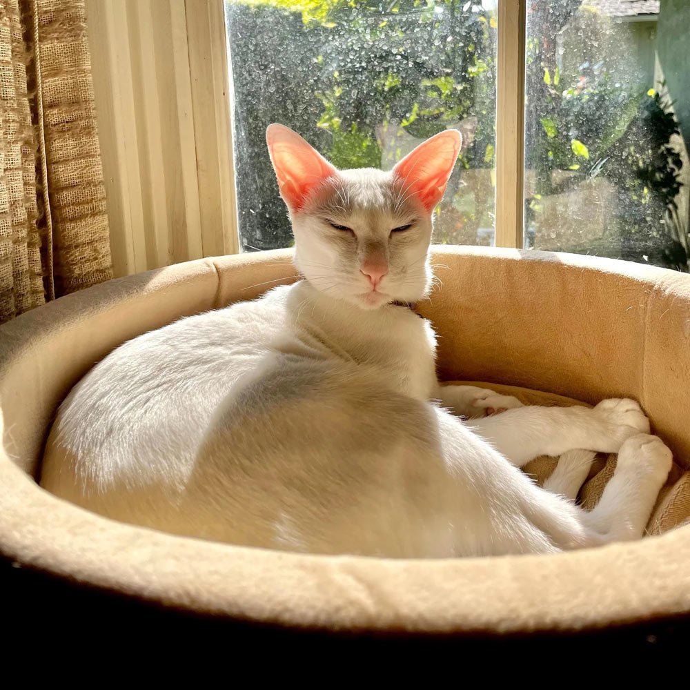 Heated Cat Bed