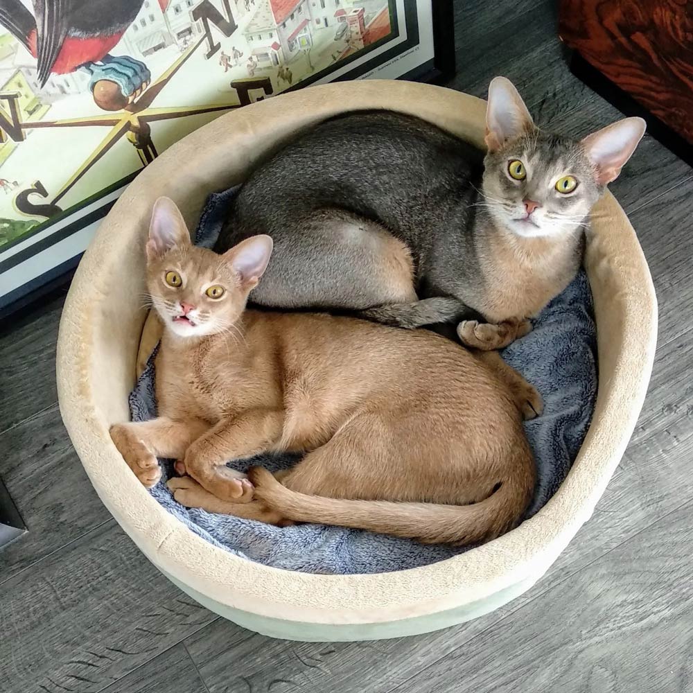 Heated Cat Bed