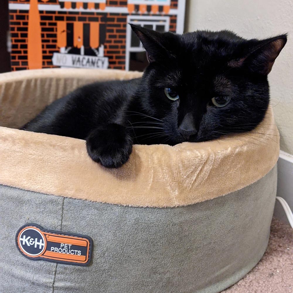 Heated Cat Bed