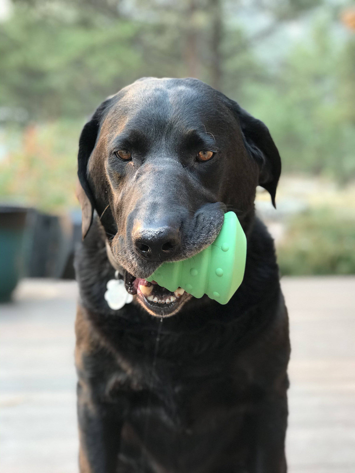 Christmas Tree Treat Toy