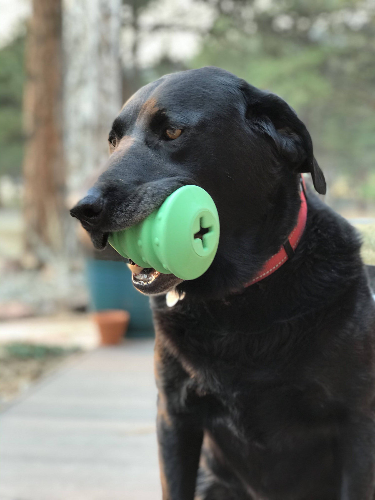 Christmas Tree Treat Toy