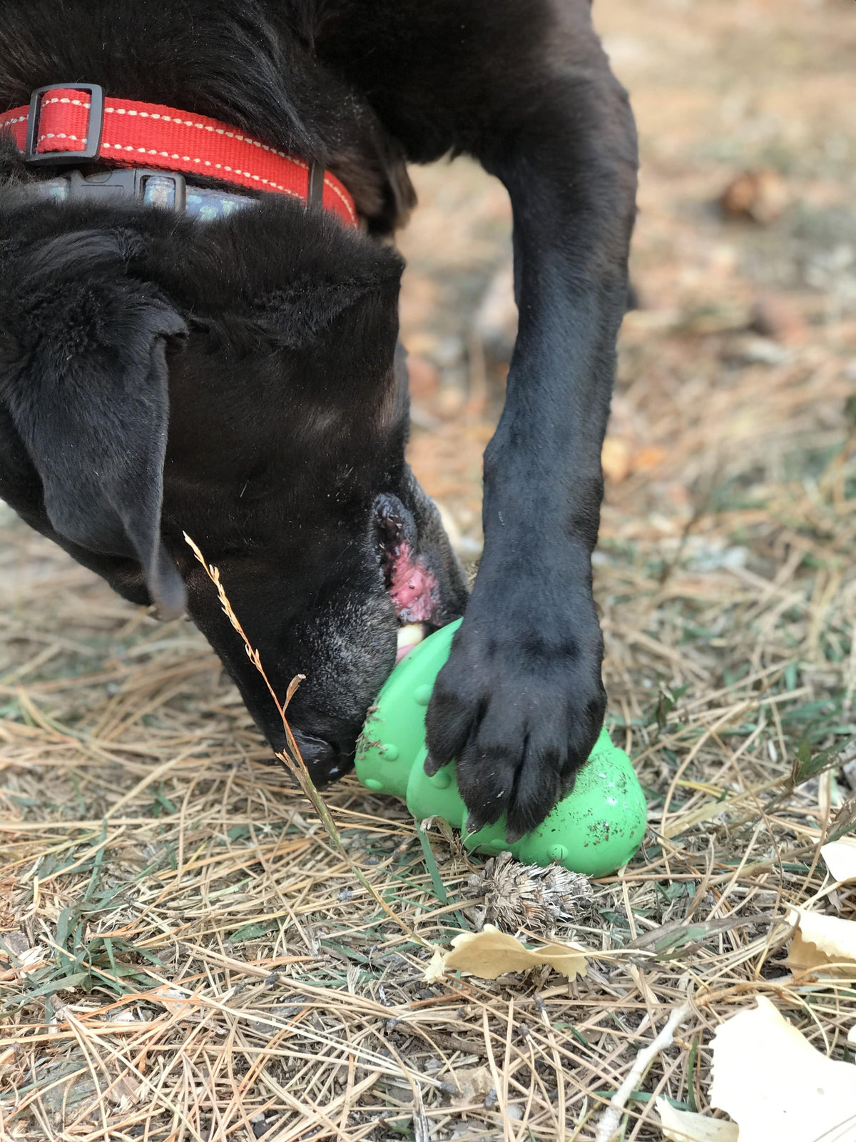 Christmas Tree Treat Toy